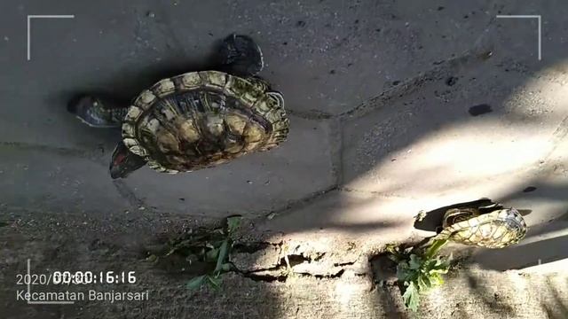 Kura kura ? duo смотреть онлайн