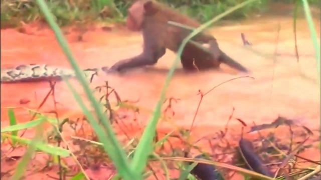 Python vs Monkey - Mother Monkey Eaten By Python - To Save Her Cubs смотреть онлайн