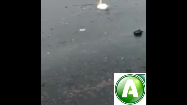 Замерзающего лебедя так никто и не спас в Житикаре смотреть онлайн