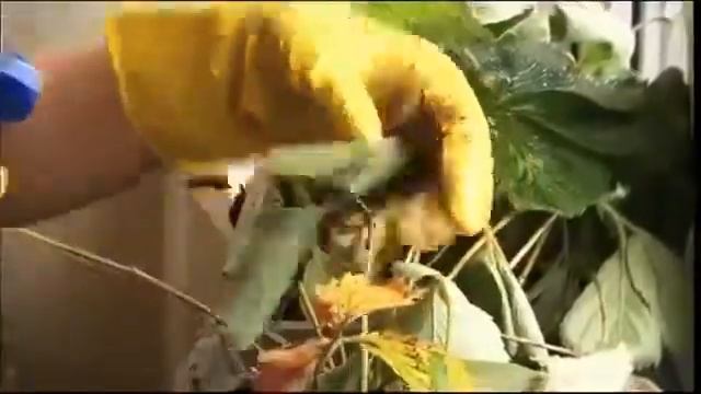 Платные опросы в интернете