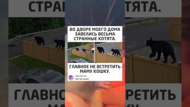 #short #shorts #мем #мемы #прикол #юмор #funny (32) смотреть онлайн