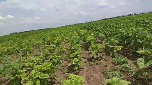 Поле подсолнечника после обработки гербицида Экспресс