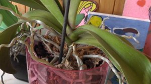 орхидея фаленопсис убегает из горшка. Воздушные корни. Что делать с корнями орхидеи?