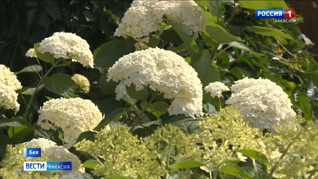 Жительница Хакасии вырастила удивительный сад смотреть онлайн