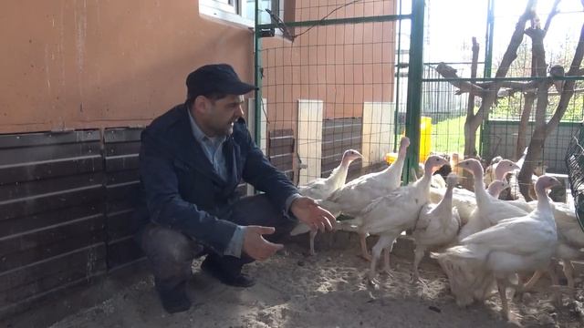 Наш курятник с индюшатами и цыплятами. Небольшой отчет о выращивании Хайбрид Конвертер. смотреть онлайн