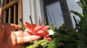 РИПСАЛИДОПСИС  (Пасхальный кактус). Часть 1. Особенности ухода для пышного цветения.