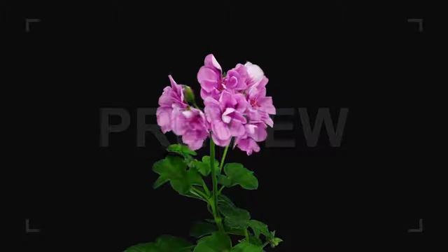 Pink Pelargonium Flowers Opening Stock Video смотреть онлайн