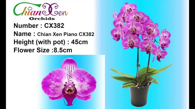 Chian Xen Variety Photo смотреть онлайн