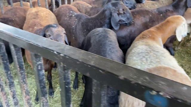 ОПТОМ БОЗОРИ ДУШАНБЕ НАРХИ ГУСФАНДИ ХИСОРИ ГИСАРСКИЙ ПАРОДА СОВЛУК 11 АВГУСТ 2021 смотреть онлайн