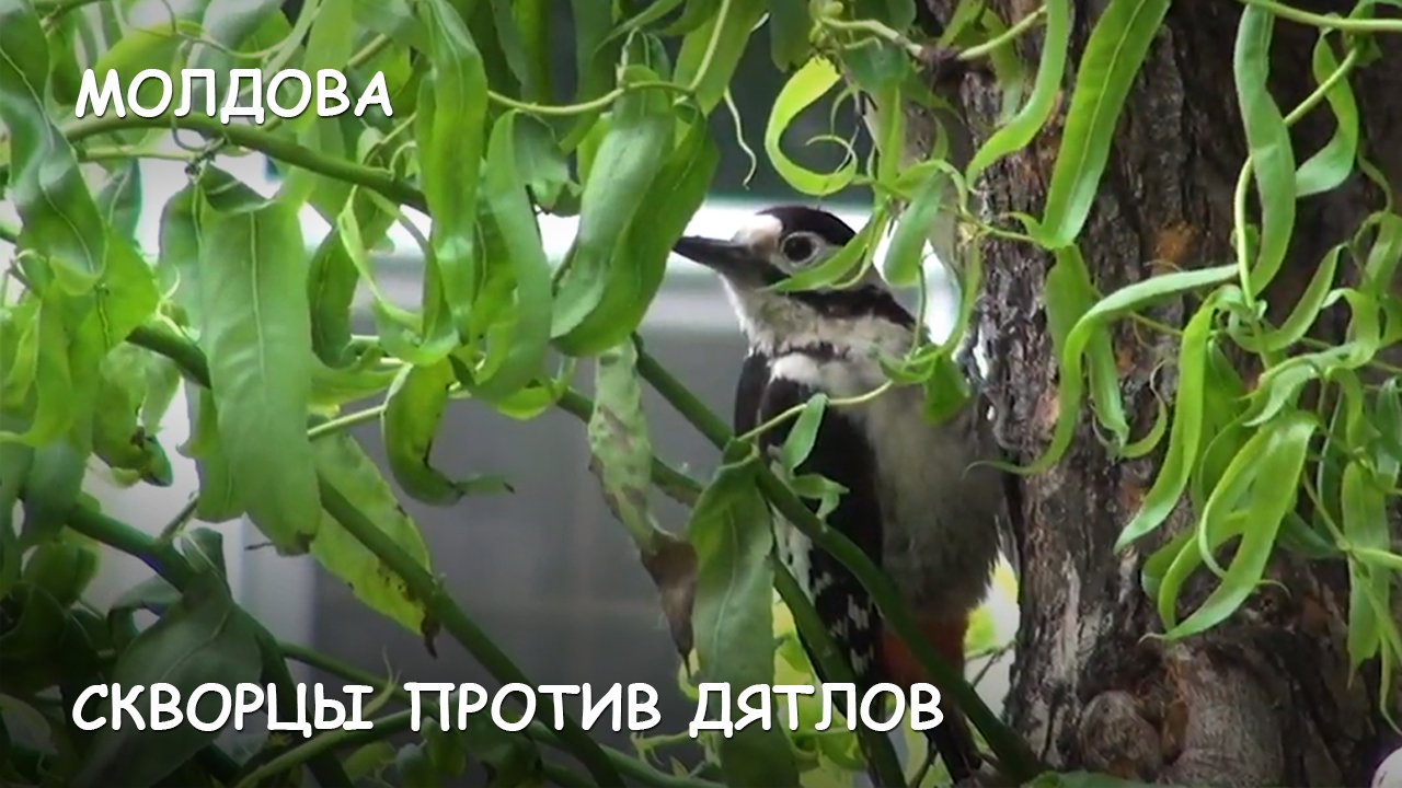 Мир Приключений - Скворцы прогоняют дятлов из гнезда [+лого] смотреть онлайн