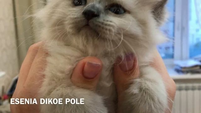 Есения из питомника Дикое поле, Esenia of cattery "DIKOE POLE" смотреть онлайн