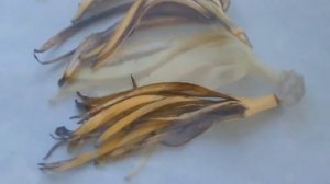 ❤?СУПЕР ИДЕЯ ВЫСУШИВАНИЯ БАНАНОВОЙ КОЖУРЫ/НАТУРАЛЬНЫЕ УДОБРЕНИЯ ДЛЯ РАСТЕНИЙ