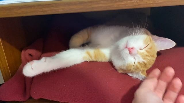Сложно попасть в поликлинику || Играю в шашки с Максом || Сытый кот смотреть онлайн