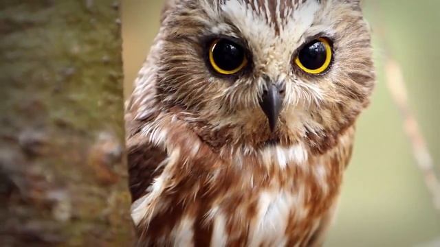 Интересные факты Совы смотреть онлайн