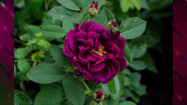 Tuscany Superb Rose / #Rose / #floriculture