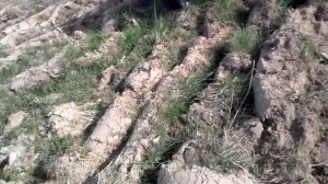 Фрезеровка японским минитрактором дерновины