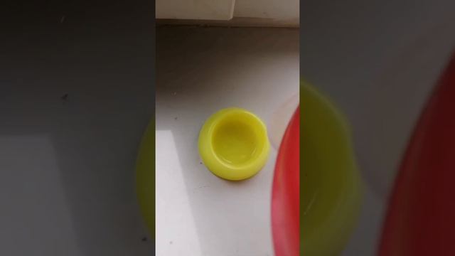 Утро с моим хомячком Зуфи!!! смотреть онлайн