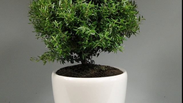 Уход за миртом. Размножение. Пересадка