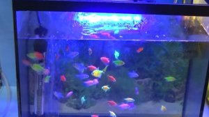 Кормлю Тернецию ! Какая реакция на корм Тетра Дискус? Будет ли она его кушать?