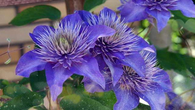 Клематис Мульти Блю (Multi Blue). Обзор смотреть онлайн