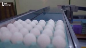 Удивительный процесс автоматического производства яиц на фабрике   современные технологии