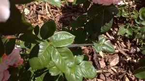 Цветение розочки - первогодки Домейн Сен Жак дю Кулумбрийе в Подмосковье???