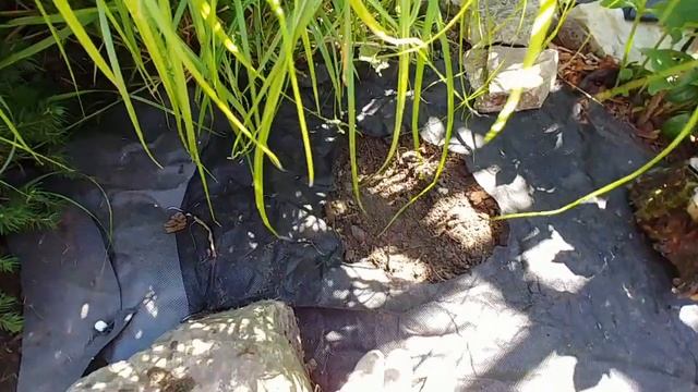 Репортаж из кустов! Сажаю Пандору! смотреть онлайн