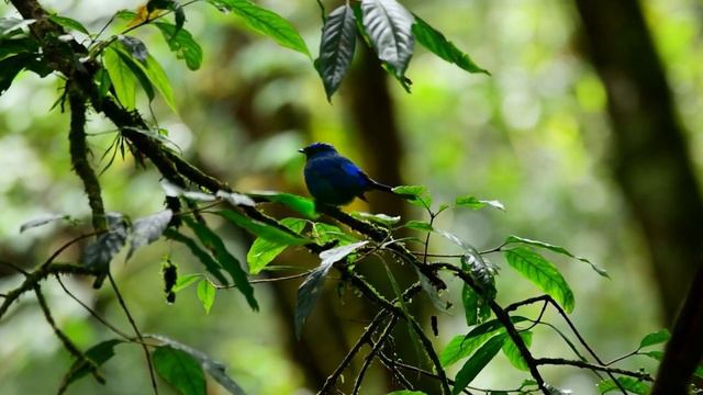 The Most Colorful Birds In The World | Reduce Stress | Relaxing Bird Sounds | Amazing Birds