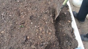 Правильный посев газонной травы (мятлика) + результаты!