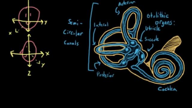 The vestibular system, balance, and dizziness | Processing the Environment | MCAT | Khan Academy смотреть онлайн