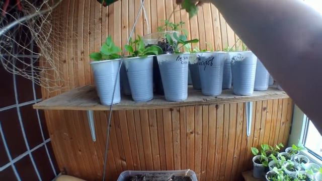 Рассада смотреть онлайн