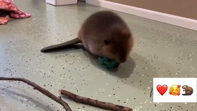 Бобер в реабилитационном центре начал строить плотину #тренды #смешныеживотные смотреть онлайн