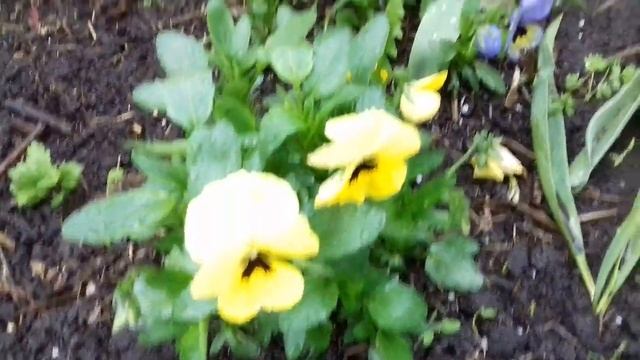 РАЗНИЦА ВИОЛЫ ВЫРАЩЕННАЯ СЕМЕННЫМ СПОСОБОМ НА РАССАДУ И ВИОЛА ВЫРАЩЕННАЯ СЕМЕНАМИ В ОТКРЫТОМ ГРУНТЕ смотреть онлайн