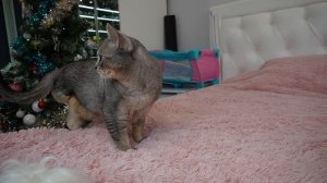 УТКА ЛАЛАФАНФАН В РЕАЛЬНОЙ ЖИЗНИ БИЛЛИ И КЕВИНА | ОГРОМНАЯ КОРОБКА АКСЕССУАРОВ