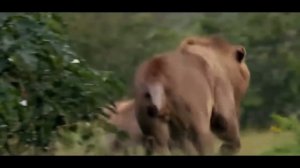 МЕДВЕДЬ против ЛЬВА ! КТО СИЛЬНЕЕ ?