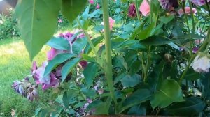 Розы группы флорибунда. Burgundy Ice (Бургунди Айс)