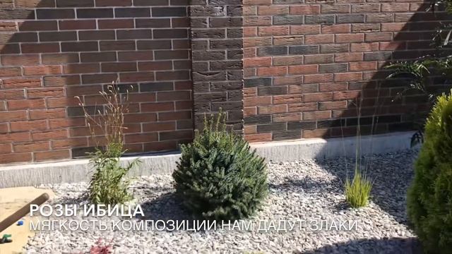 Угловая композиция у забора. Рокарий. Розы. Туя. Ландшафт на Волге смотреть онлайн
