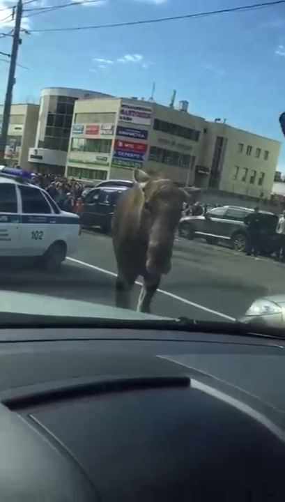 Дикий лось на улице Москвы смотреть онлайн