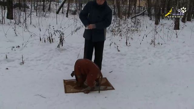 Укладка щенка риджбека, сочетание корма и принуждения смотреть онлайн