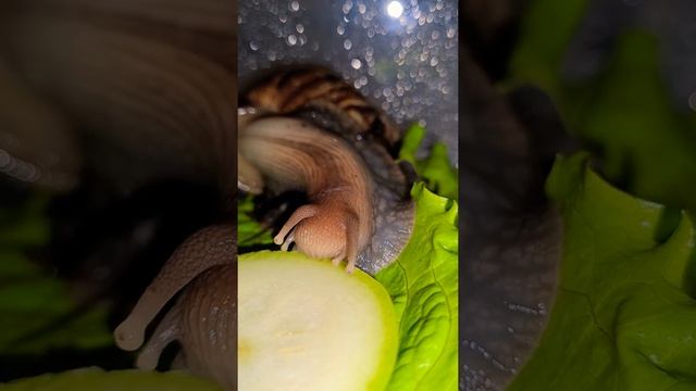 Ужин улитки ? / snail dinner/ еда ахатина кушает/ кормление улитки / улитка/ улитка ахатина смотреть онлайн