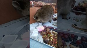 енот Илюша #помощьбездомнымживотным #ямыилюша #енотилюша