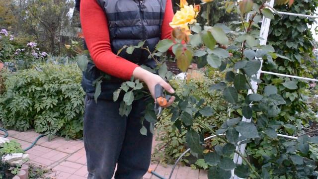 Как обрезать плетистую розу первогодку на зиму и пригибать смотреть онлайн