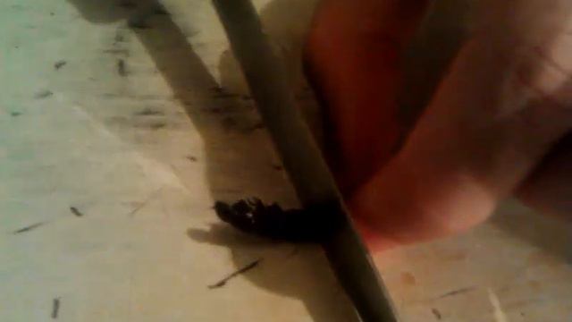 Как пьют «Worm spirit» — пойло с «червячком» внутри смотреть онлайн