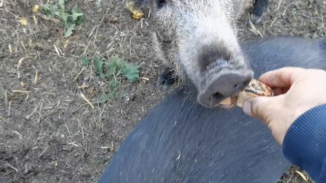 Дикие кабаны любят сладости. смотреть онлайн