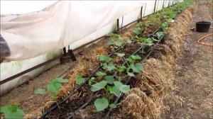 Огурец Ягуар японской селекции во втором обороте на соломенных тюках