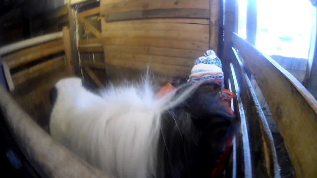 Пони с другом!!! A pony with a friend!!! смотреть онлайн