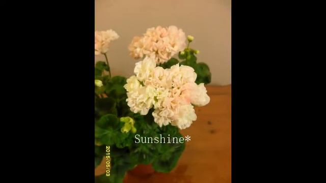 Pelargonium  Arctic Princess