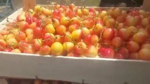 Черешня оптом, сорт Франс Иосифа. 89044449915