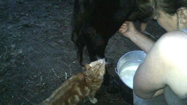 Кот пьёт молоко из коровы. смотреть онлайн