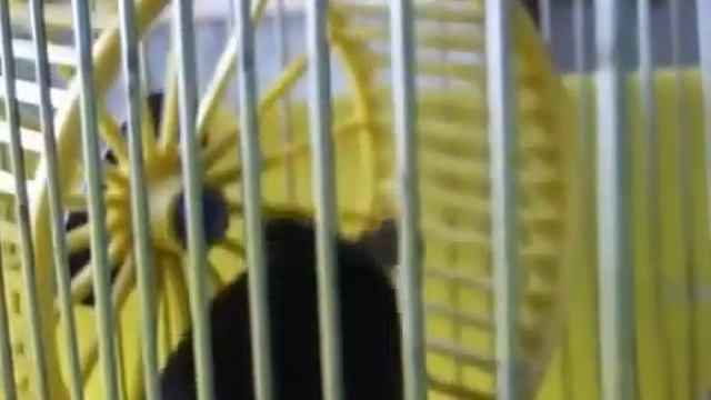 Грызуны мыши и крысы смотреть онлайн